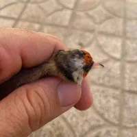 سهره ماده داغ سر|پرنده|کوهدشت, |دیوار