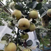 رسیدگی تخصصی به درختان میوه و باردهی|خدمات باغبانی و درختکاری|سنگر, |دیوار