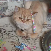 گربه