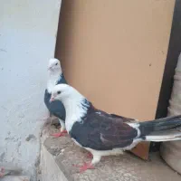 کبوتر پرشی جفت ۵۰۰ تومان ،معاوضه با مرغ عشق|پرنده|آمل, |دیوار
