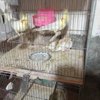 سه جفت عروس همراه جوجه هایش هر کودم چهار تا