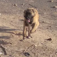 واگذاری یک جفت توله