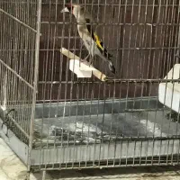 سه عدد قفس سهره فضلی