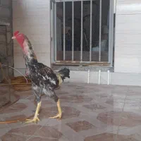 مرغ خروس لاری|حیوانات مزرعه|گمیشان, |دیوار