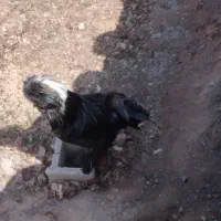 خروس لهستانی