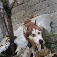 فروش سگ هاسکی پا کوتاه چش یخی با رنگ بدن قهوه اای|سگ|بابکان, |دیوار