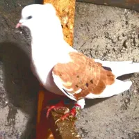 دوبال .پشدار