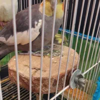 یک جفت طوطی عروس