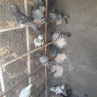 کفتر پرشی