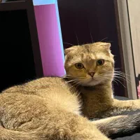 گربه اسکاتیش فولد طلایی