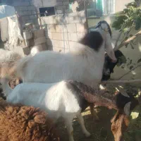 نربز پاکستانی|حیوانات مزرعه|نوده انقلاب, |دیوار