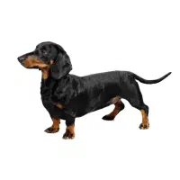 گمشده در سعدآباد