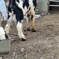 بزغاله های چاق چاتمه