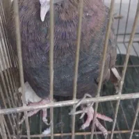 کفتر سالن سالم دونه‌ای ۱۰۰ هزار تومان