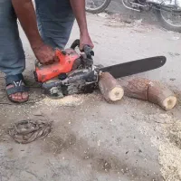 قطع درختان مزاحم|خدمات باغبانی و درختکاری|قشم, |دیوار