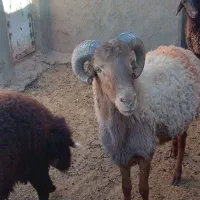 قوچ جوان چهار دندان به شرط برای نگه داری خوبه|حیوانات مزرعه|تربت جام, جامرود|دیوار