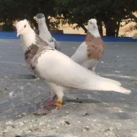 کبوتر طوقی