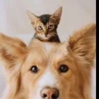 پانسیون سگ و گربه