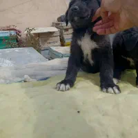 توله قدریجونی