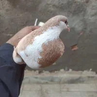 کفتر|پرنده|بردسکن, |دیوار