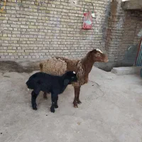 5عددمیش زایده شکم اول شکم دوم