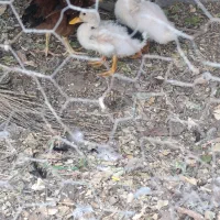 دو مرغ و تعدادی جوجه|حیوانات مزرعه|آبپخش, |دیوار