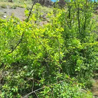 زمین - باغ|فروش زمین و ملک کلنگی|گلمکان, |دیوار