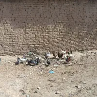 مرغ|حیوانات مزرعه|رودشت (چهارمحال و بختیاری), |دیوار