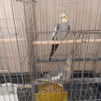 عروس هلندی