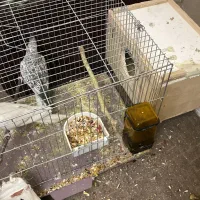 دو جفت هلندی مولد