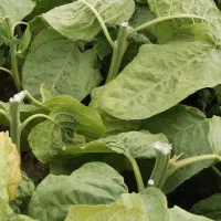 تخم گل پهن برگ