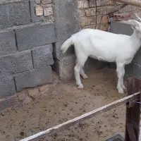 کولار سانن مادرش دورگ سانن ،پدرش اصل،سالم و سرحال