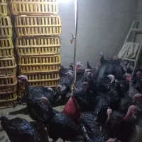 فروش بوقلمون محلی|حیوانات مزرعه|تهران, مسگرآباد|دیوار