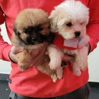 توله شیتزو پرتقالی 2ماهه فقط 2.900