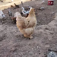 مرغو خروس برهما اصیل|حیوانات مزرعه|رباط‌کریم, رباط‌کریم|دیوار