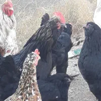 خروس مرندی|حیوانات مزرعه|ماهدشت, |دیوار