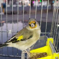 سهره قناری مرغ عشق عروس هلندی