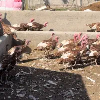 تخم نطفه دار بوقلمون