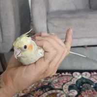 جوجه عروس