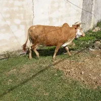 گاو چالوسی بی عیب ونقص