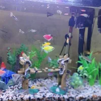 آکواریوم ماهیران|ماهی|قرچک, میرزائی جنوبی|دیوار