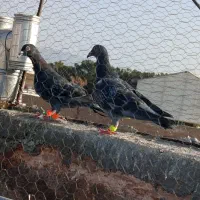 پرنده|پرنده|سبزوار, هویزه|دیوار