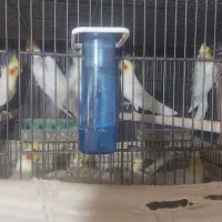 عروس هلندی بالغ|پرنده|رشت, معلم|دیوار