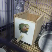 کوتوله برزیلی