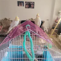 یک جفت عروس لوتینو|پرنده|قائم‌شهر, |دیوار