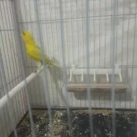 قناری جفت|پرنده|تربت‌حیدریه, طالقانی|دیوار