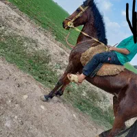 مادیان اصیل عرب|اسب و تجهیزات اسب‌سواری|شوش, |دیوار