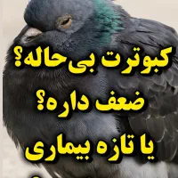 کبوتر رنگی و مسافتی|پرنده|مشهد, کوی المهدی|دیوار