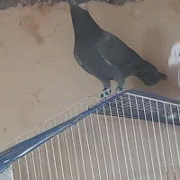 گمشده