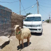 دوعددقوچ یکی عراقی ویکی عربی